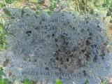image of grave number 972804